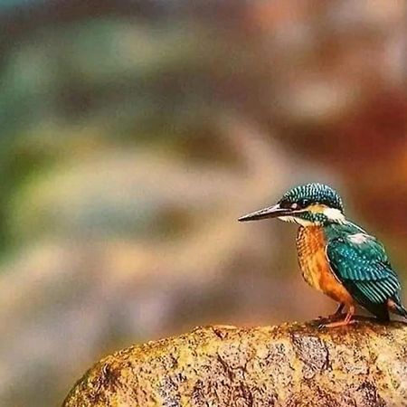 סיגירייה Sigiri Birds Hostel מראה חיצוני תמונה