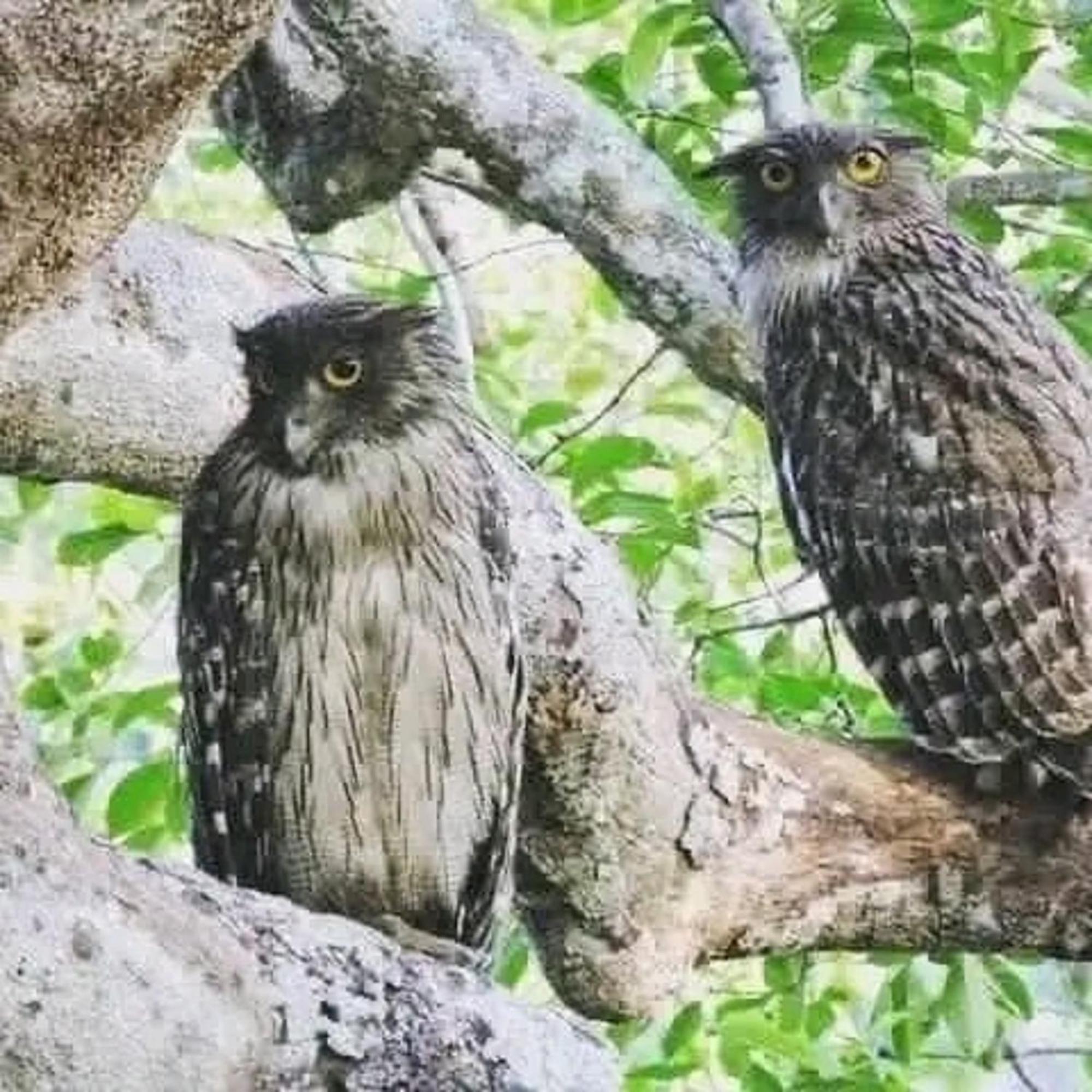 סיגירייה Sigiri Birds Hostel מראה חיצוני תמונה
